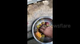 China: An Orangutan Eating Lychees