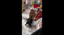 Dog pulls carton in Liaoning, China