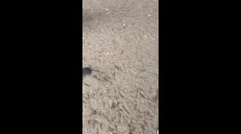 Rescued vulture attempts to attack while being fed in Hebei, China