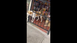 Dogs with pictures and names on store door in Villa El Salvador, Peru