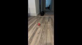 Puppy Invents Her Own Game