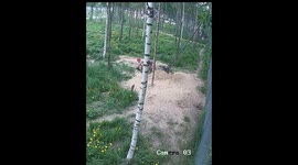 Wolves Attack Shirtless Man Entering Their Den