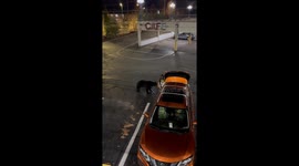 Black Bear Follows Woman in Hotel Parking Lot