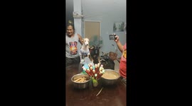 Rescue dog celebrates first birthday with puppy cake and friends