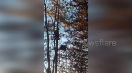 Italy: Daredevil Rescue from Tree Tops