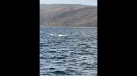 Dolphins make a dash across to yacht to play and engage with the waves and boat.