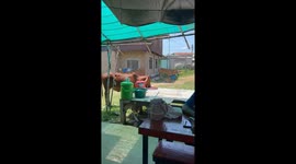 Cow eats chillis in Roi Et, Thailand