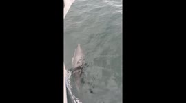 Dolphins make a dash across to yacht to play and engage with the waves and boat.