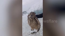 Frustrated farmer finally captures owl that has been killing his geese