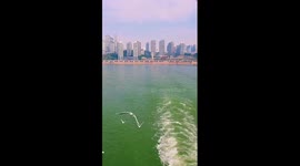 Red-billed gulls brighten Chongqing's waterfront