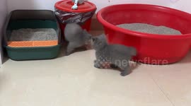 A tale of five cats: Two cats tussle while three spectators enjoy the show in China