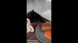 Cheeky cat keeps trying to steal slice of cake from owner's plate