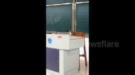 Chinese students in tears as cat sits at lectern ready to 'give a lecture'