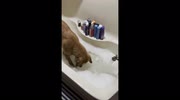 temp