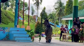 Pupil shows off half-human, half-horse Filipino mythical creature for school event