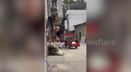 Monkeys cause chaos in small town, raiding crops and scaling buildings