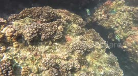 Flourishing underwater garden of Colombo Port City shows China's green footprint in Sri Lanka