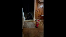 Black Bear Doesn't Know What to Think of Dancing Santa