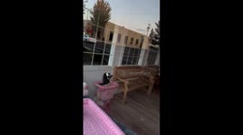 How Much Is That Kitty in the Window?