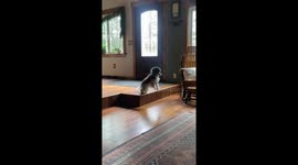 Elderly Pup Parkours Off Step