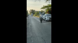 A very fat road hog walks on a quiet street outside Bangkok city and hold up traffic.