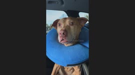 Dog’s shocked expression captured in South Carolina, USA