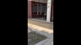 Smart dog calls for someone in Santa Fe, Argentina