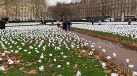 Thousands of white roses at the Ever After Garden in Grosvenor Square, London.