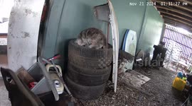 Couple Rescue Kitten Family From Tire Stack