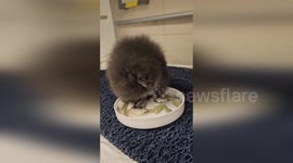 US: New Puffling Joins Atlantic Puffin Colony at Central Park Zoo