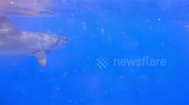 Researchers show struggles of tracking amberjack in shark-filled waters of Florida