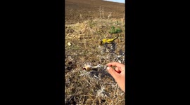 Two birds asleep on thorny plants in Tianjin, China