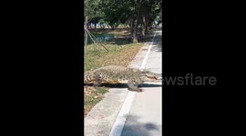 Locals in shock as huge crocodile crossing road with mouth wipe open in Thailand