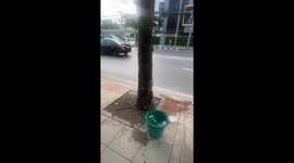 Baffled residents inspect smoking tree on sidewalk in Bangkok