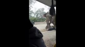 Wild elephant named Ronaldo