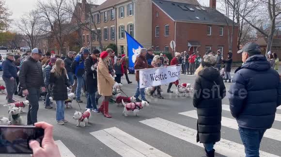 Dozens of West Highland White Terriers (Westies) and their owners walking in the 53rd Annual Alexandria, Virginia USA Scottish Christmas Walk Parade