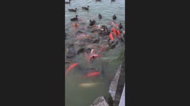 Huge Amounts of Koi Fish and Ducks Battling Over Food in a Lake