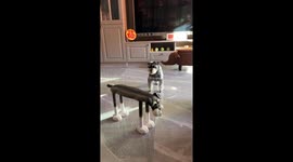 A stool or a schnauzer? Dog in China mirrors furniture in humorous mix-up