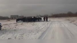Police herd loose horses into enclosure in Kazakhstan