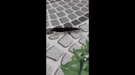 Strange insect stands still when man touches it while it is moving
