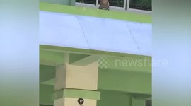 Monkey steals and refuses to return student's Apple Pencil