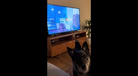 Exclusive- Liberty, Liberty, Liberty… Nope! Dog freaks out when hearing Liberty Mutual commercials