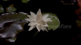 India: The engineer transformed his home into a lush paradise with over 400 exotic plant species