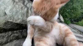 China: The Extremely Close-Up Shot of a Kitten Licking Its Fur