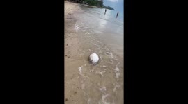 Tourists remove beached puffer fish from Thai island
