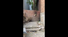 Dog attempts 'prison break' by chewing through board in Anhui, China