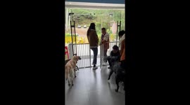 Unwilling goodbye: Emotional struggle of a dog with separation anxiety in China