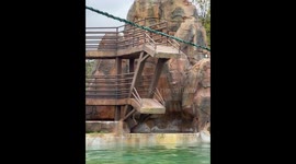 Piglets jumping into water at Weimei Zoo in China