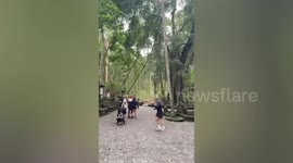 Two tourists killed when tree falls on them at the 'monkey forest' in Bali