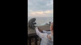 Tourist distract monkey with food to retrieve woman's stolen phone